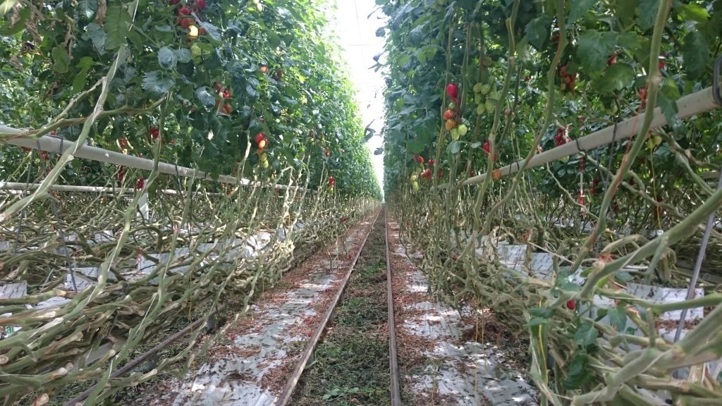 TOMATE HS 4